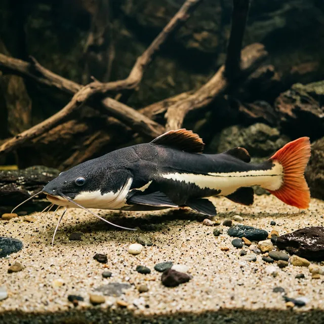 Redtail Catfish