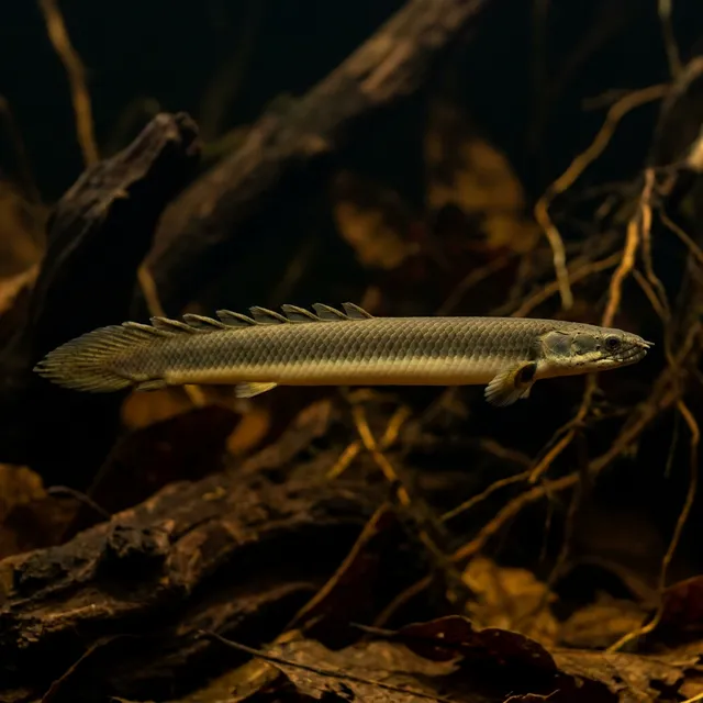 Reedfish