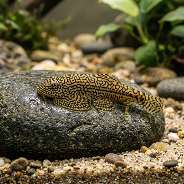 Reticulated Hillstream Loach