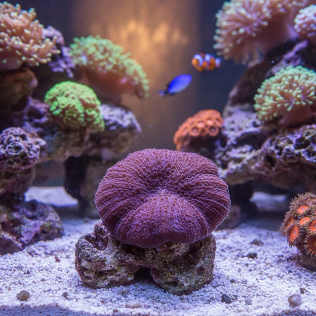 Rhodactis Mushroom