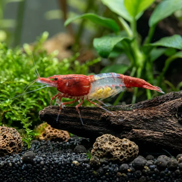 Rili Shrimp