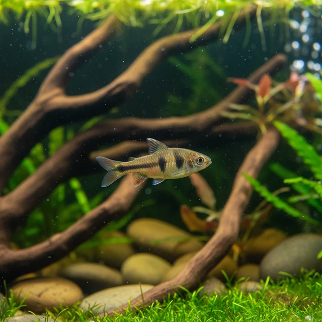 Roloff's Pygmy Barb