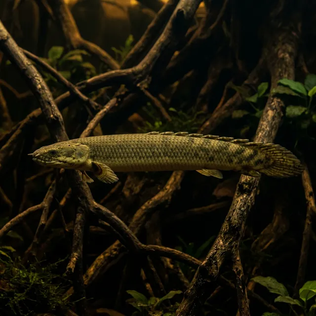 Rope Fish