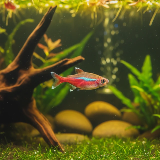 Rose Danio