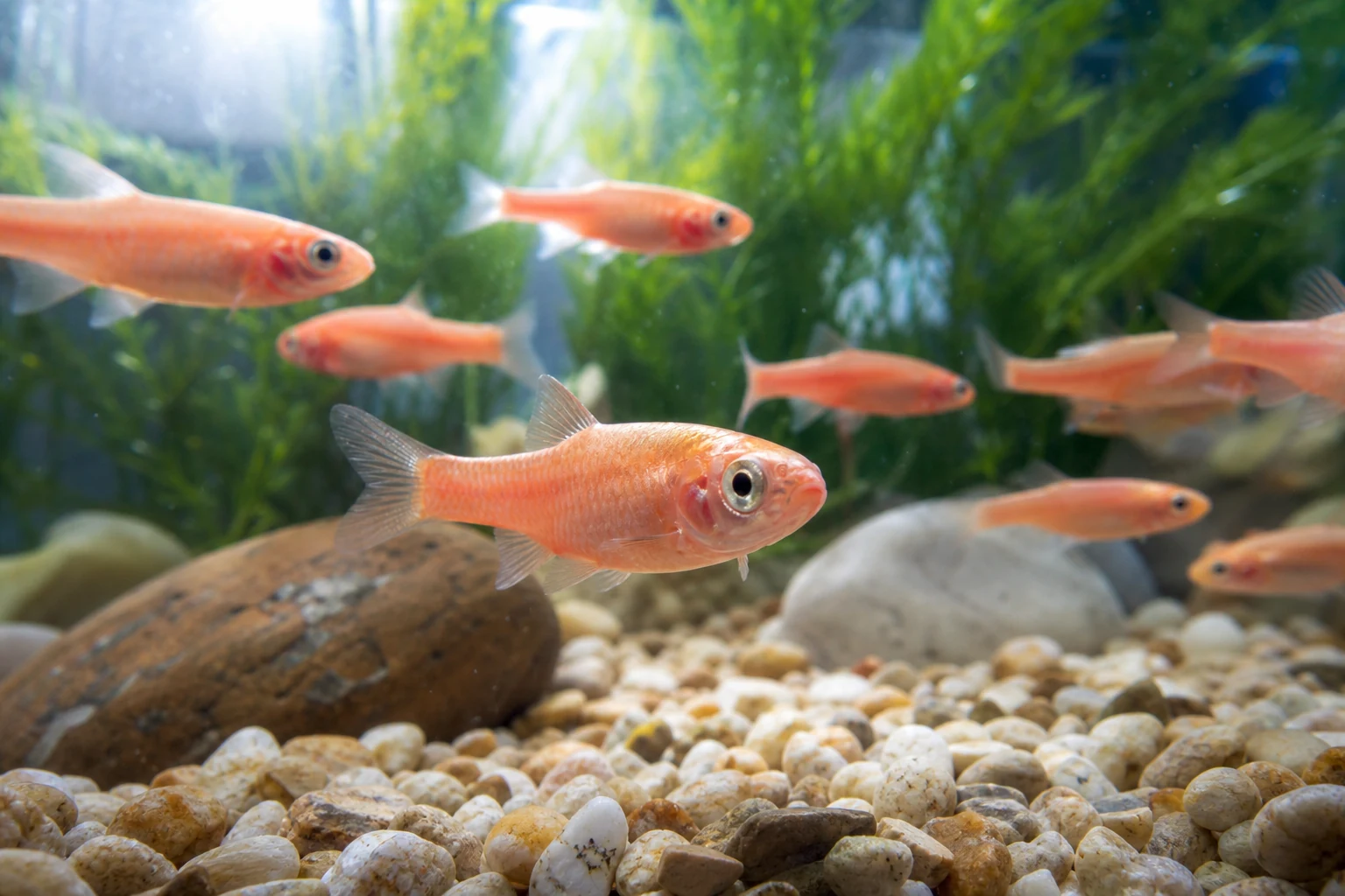 Rosy Red / Fathead Minnow