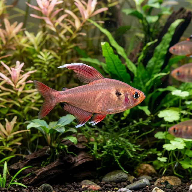 Rosy Tetra