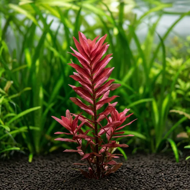 Rotala Rotundifolia