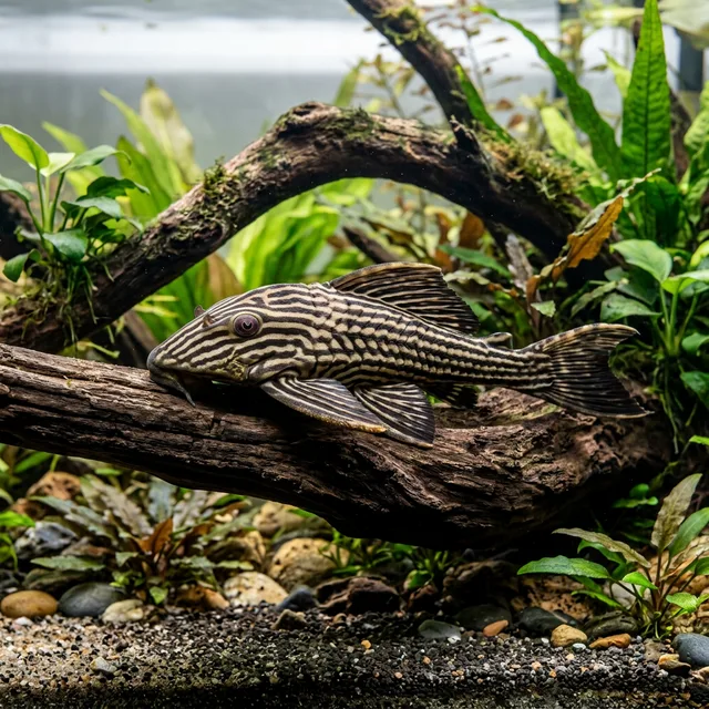 Royal Pleco (L190)
