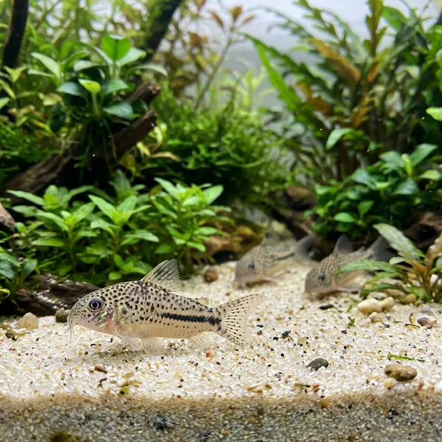 Salt and Pepper Cory