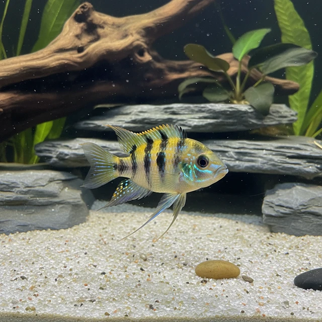 Sand Cichlid