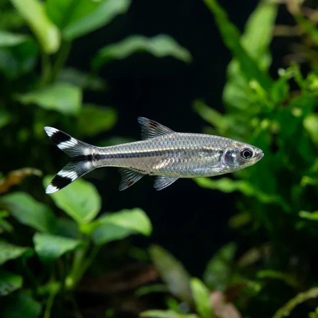 Scissortail Rasbora