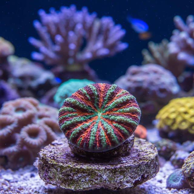 Scolymia Coral