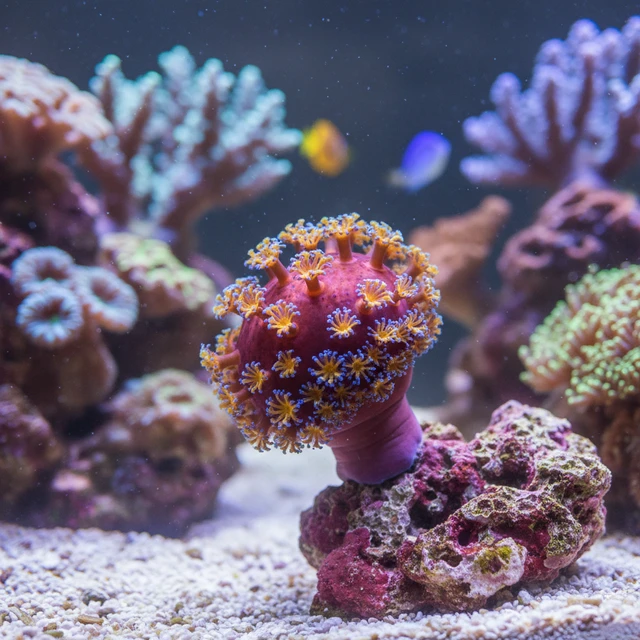 Sea Apple