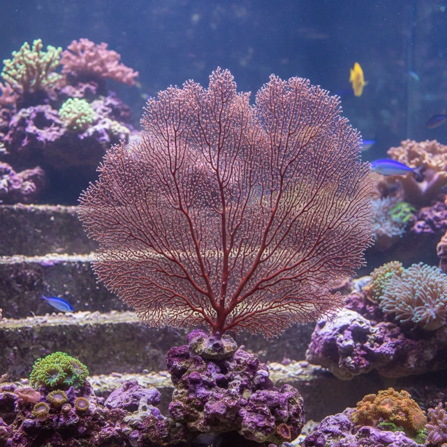 Sea Fan Coral