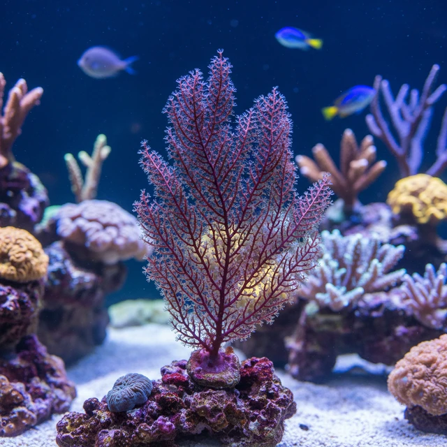 Sea Whip Coral