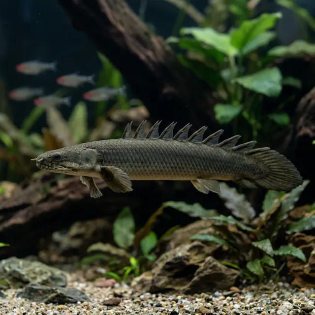 Senegal Bichir