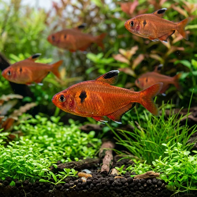 Serpae Tetra