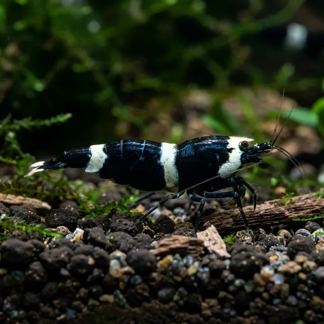 Shadow Panda Shrimp
