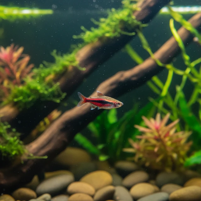 Simons Rasbora