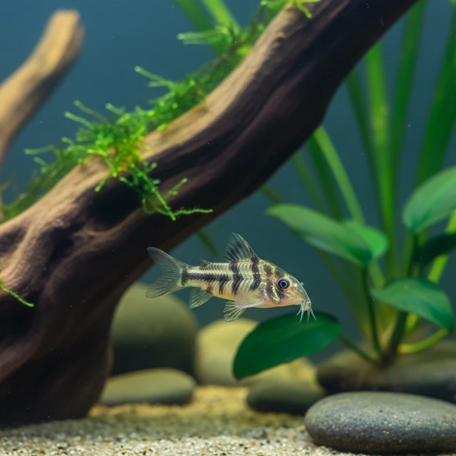 Sixray Corydoras