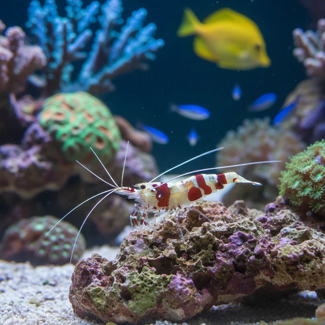 Skunk Cleaner Shrimp
