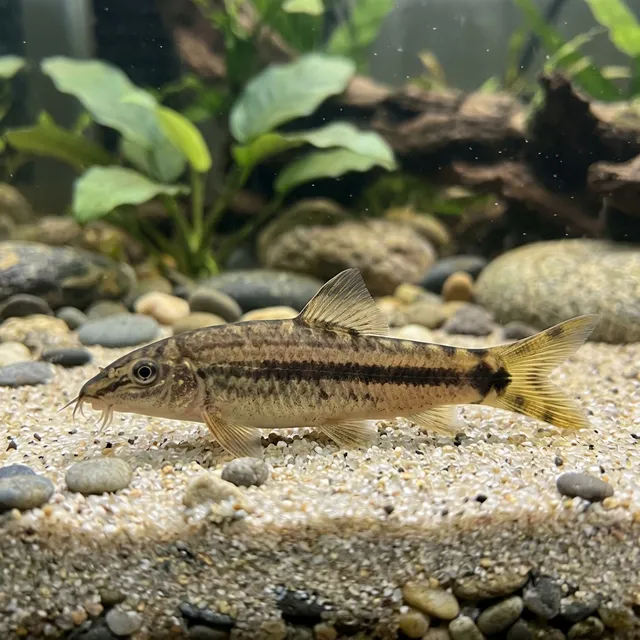 Skunk Loach