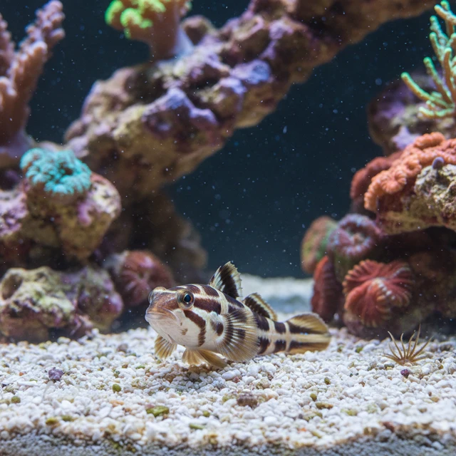 Sleeper Banded Goby
