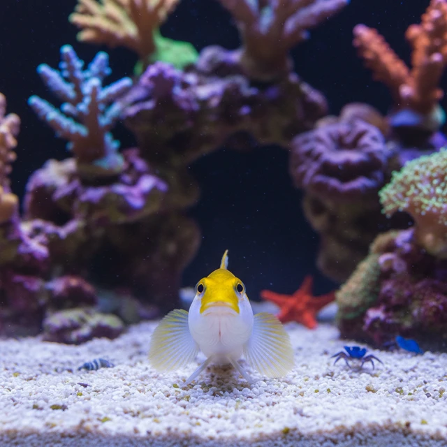 Sleeper Gold Head Goby