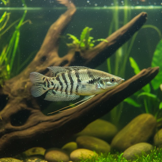 Snakeskin Gourami
