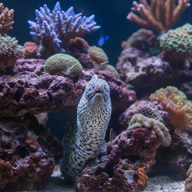 Snowflake Moray Eel