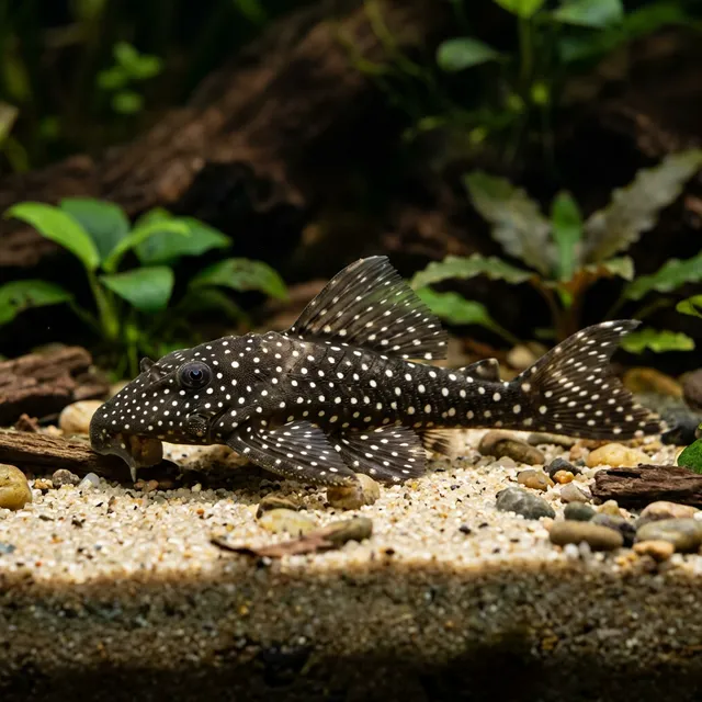 Snowflake Pleco (L471)
