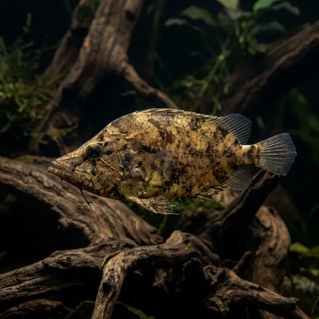South American Leaf Fish