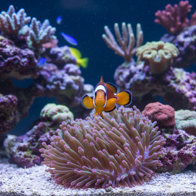 Spine-cheek Anemonefish