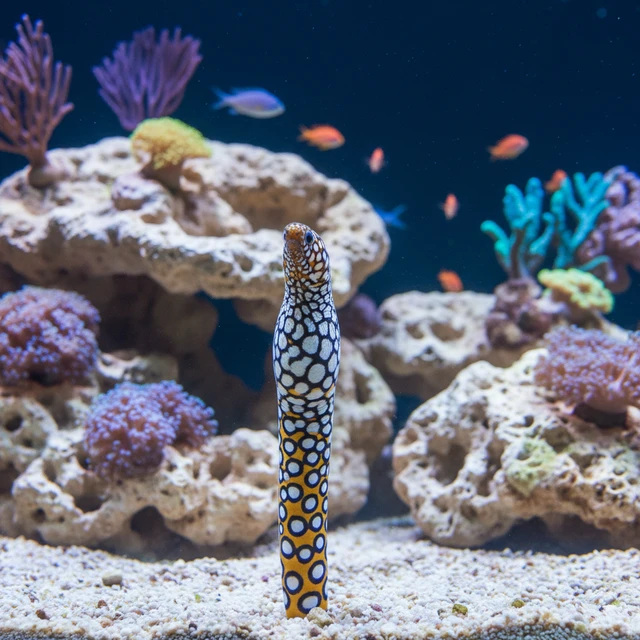 Splendid Garden Eel