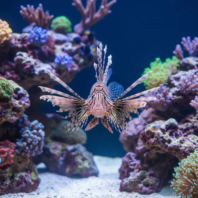 Spot-fin Lionfish