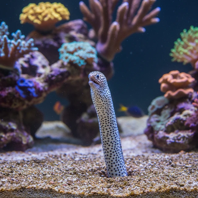 Spotted Garden Eel