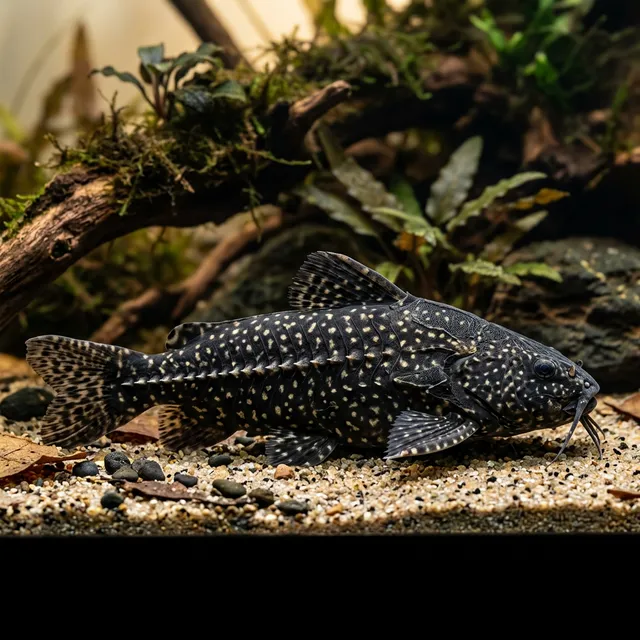 Spotted Raphael Catfish