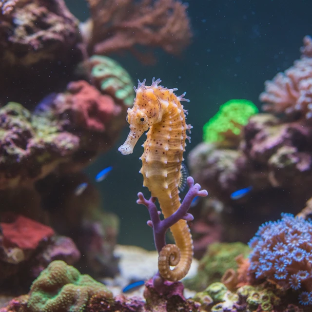 Spotted Seahorse
