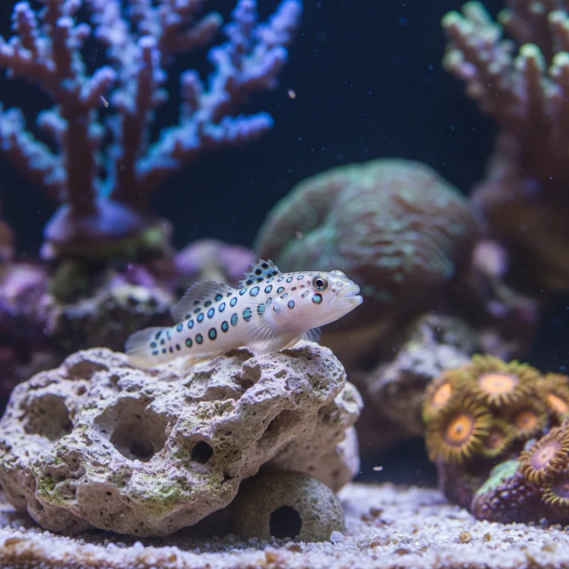 Spotted Watchman Goby