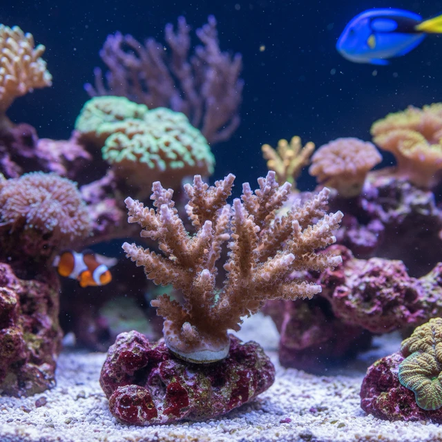 Staghorn Coral