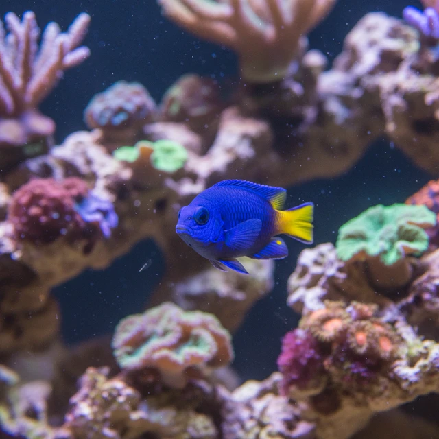 Starcki Damselfish