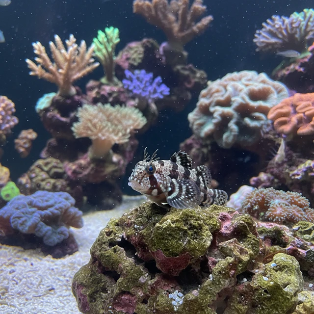 Starry Blenny