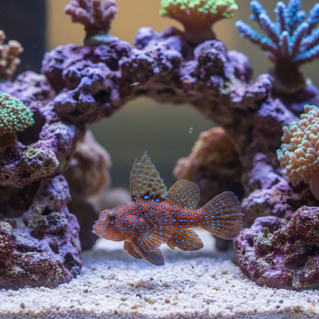 Starry Dragonet