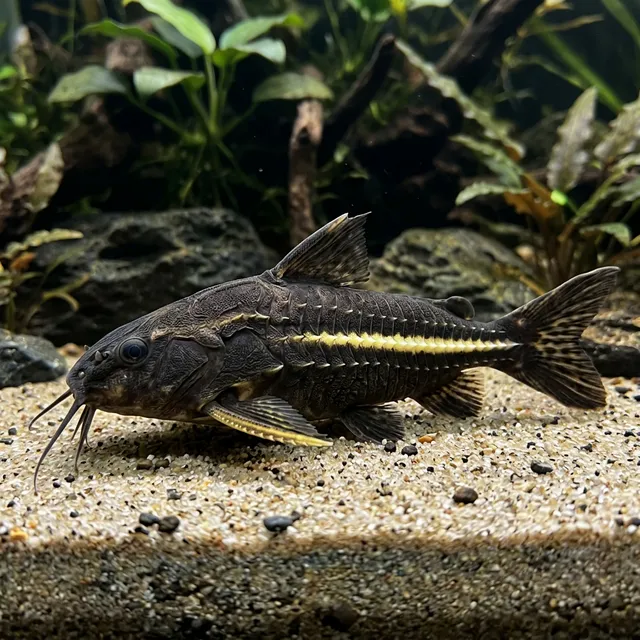 Striped Raphael Catfish