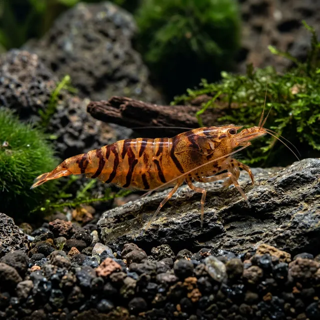 Super Tiger Shrimp