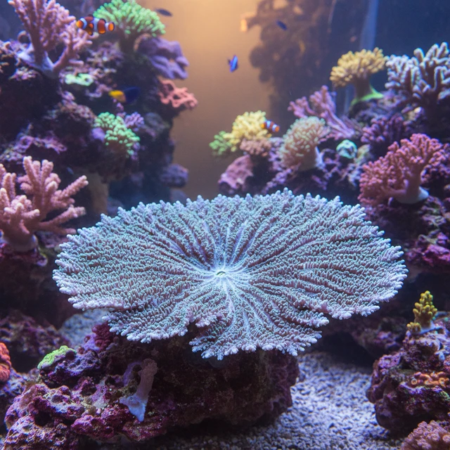 Table Acropora