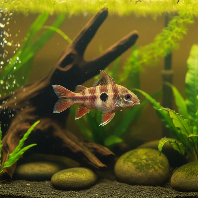 Tailspot Ctenopoma