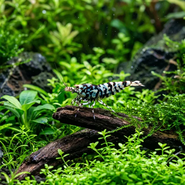 Taitibee Shrimp