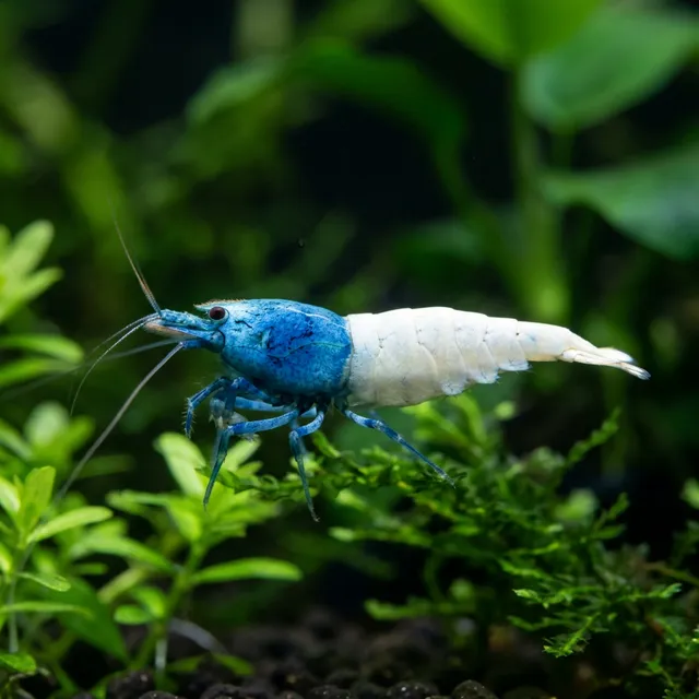 Taiwan Bee Blue Bolt
