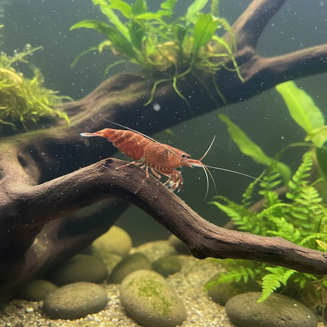 Taiwanese Bamboo Shrimp
